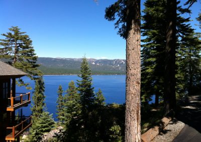 Tahoe Through The Trees